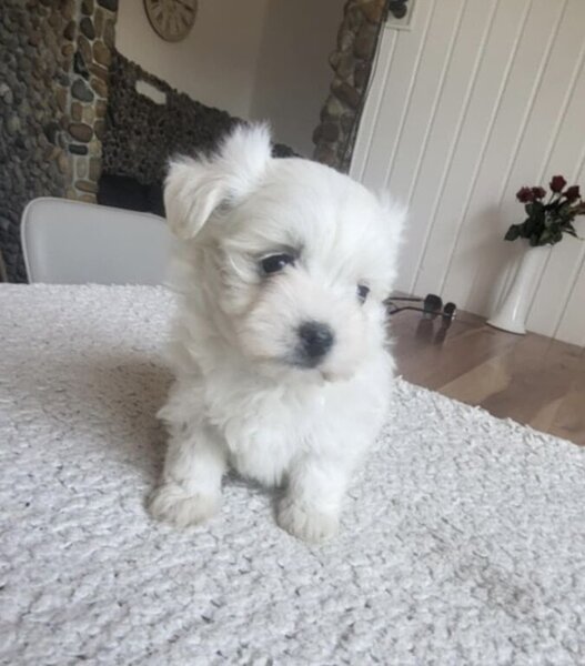 Bichon Maltez minitoy, microcipat, carnet sanatate, disponibil imediat