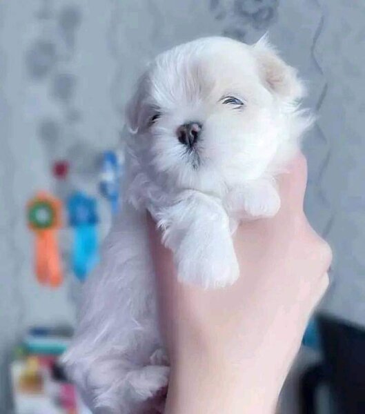 Bichon Maltez minitoy, microcipat, carnet sanatate, disponibil imediat