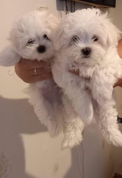Bichon Maltez minitoy, microcipat, carnet sanatate, disponibil imediat