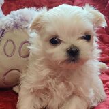 Bichon Maltez minitoy, microcipat, carnet sanatate, disponibil imediat