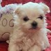 Bichon Maltez minitoy, microcipat, carnet sanatate, disponibil imediat