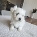 Bichon Maltez minitoy, microcipat, carnet sanatate, disponibil imediat