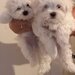 Bichon Maltez minitoy, microcipat, carnet sanatate, disponibil imediat